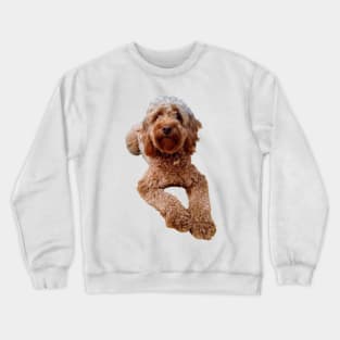 Cavapoo puppy dog relaxing - cavalier king charles spaniel poodle, puppy love Crewneck Sweatshirt